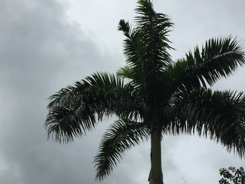 Palm Tree