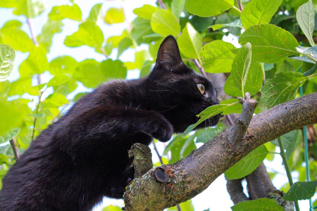 Cat sneaking in