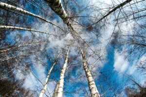 Winter nature scene to relax