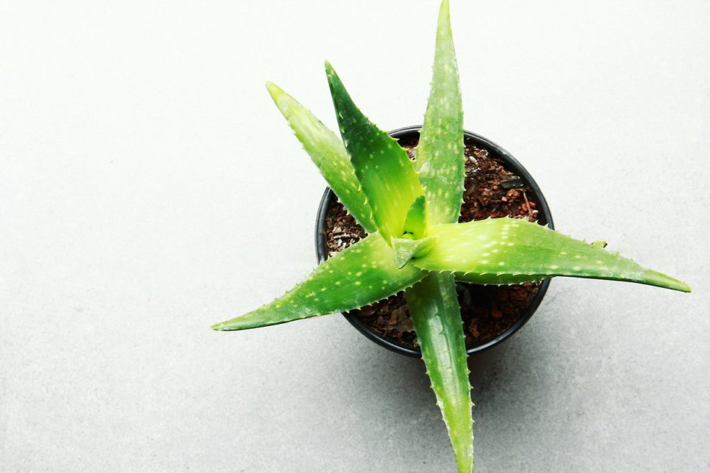 house plant